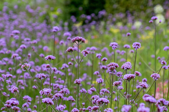 Argentinisches Eisenkraut (Verbena bonariensis)