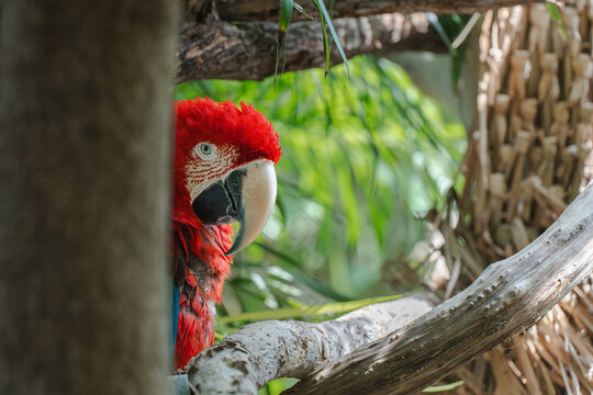 Perfil de papagayo rojo parado sobre una rama. Loro rojo sobre rama