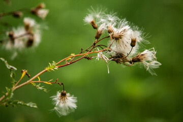 The Danube Delta is a unique and biodiverse region located in southeastern Europe in Romania. It is formed by the intricate network of channels, lakes, and islands created by the Danube River.