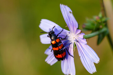 Insetto coleottero, mylabris variabilis,  meloidae, di colore nero e arancione,  su fiore azzurro di endivia selvatica, cichorium pumilum. Vivono nei boschi e biotopi. 