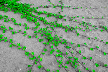 Sea creepers plant - Ipomoea pes-caprae, also known as bayhops, bay-hops, beach morning glory, railroad vine. It is a common pantropical creeping vine belonging to the family Convolvulaceae at Kovalam