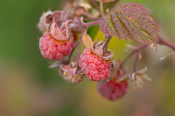 Raspberries