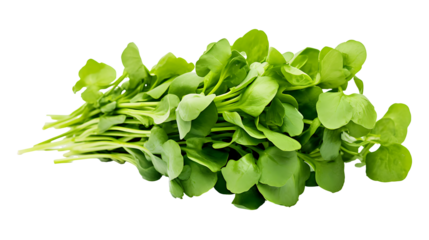 Fresh organic vegetable watercress on transparent background. vegetable watercress png