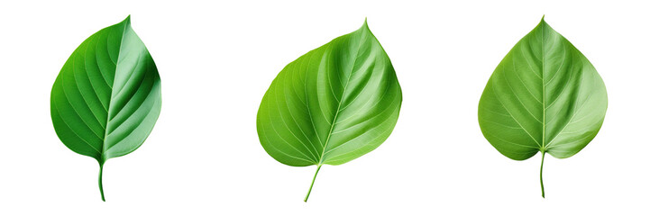 Obraz premium Green leaf on transparent background in close up