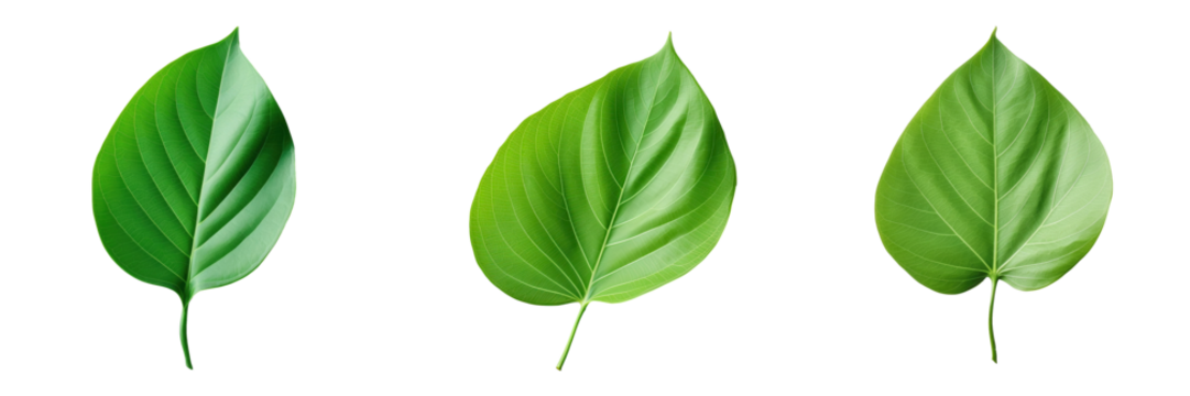 Green leaf on transparent background in close up