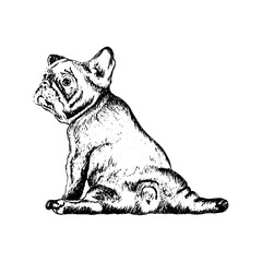 Cute Bulldog Dog Breed in Sitting Pose Sketch Hand Drawn Vector Illustration