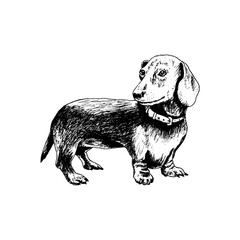 Cute Dachshund Dog Breed in Standing Pose Sketch Hand Drawn Vector Illustration