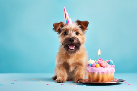 Cute shaggy puppy in a festive hat and with a birthday colorful cake with a candles.