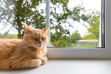 domestic cat sleeps on the window in the sun.