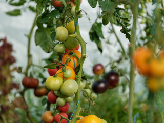 home grown aco tomatoes in greenhouse