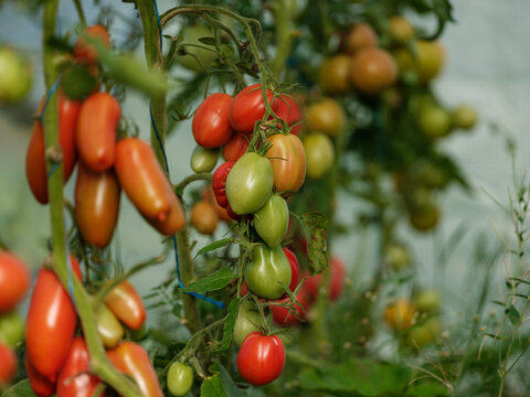 home grown aco tomatoes in greenhouse