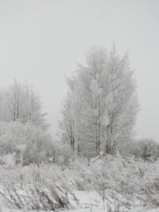 Foggy tree trunks amd branches in winter mist