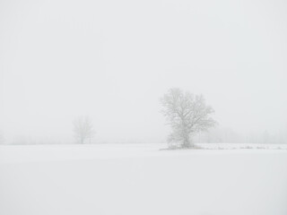 Fototapeta na wymiar Foggy tree trunks amd branches in winter mist