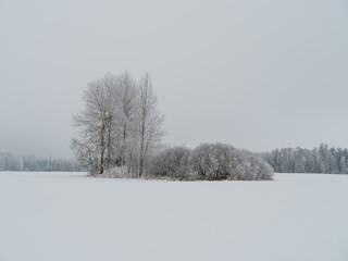 Foggy tree trunks amd branches in winter mist
