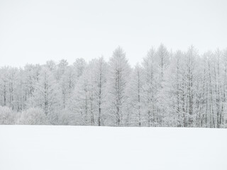 Foggy tree trunks amd branches in winter mist