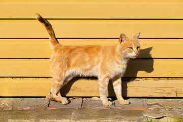 homeless cat on the background of the wall.