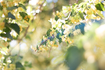 Honeybee Among Tree Blossoms