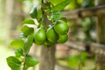 Green lemon on the tree blurred green background, an excellent source of vitamin C.