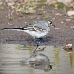 white wagtail