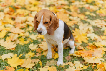 beagle dog in autumn forest. Puppy for a walk in leaf fall in woods