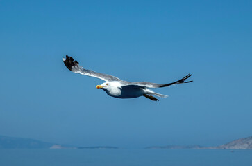 Yellow-legged gull, Larus Michahellis fly over Mediterranean sea on blue sky background. Under view