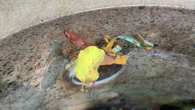 A brown frog pretending to be dead under a tree leaf floats motionless on the surface of clear water in a pool. Behavior of frogs in nature. A frog in a well with clean drinking water