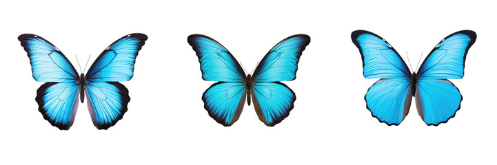 Blue butterfly alone on transparent background