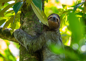 Brown-Throated Three-Toed Sloth (Bradypus variegatus)