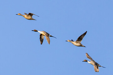 Obraz premium northern pintail duck