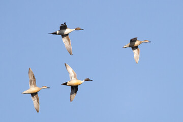 Fototapeta premium northern pintail duck