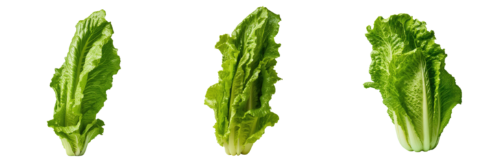 Roman lettuce on transparent background
