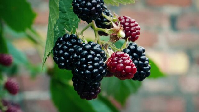 Picking Blackberries Person Picks Fruit 4 Shots