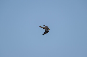 peregrine falcon in flight hunts and dives for prey against the sky in natural conditions