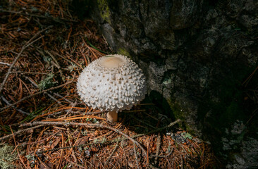macro of a beautiful white mushroom in the shade of the forest