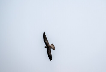 peregrine falcon in flight hunts and dives for prey against the sky in natural conditions