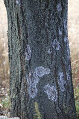 Image of an old tree trunk with lichen spots on the bark.