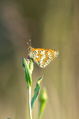 papillon damier orang&eacute;