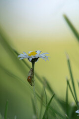 paquerette coccinelle