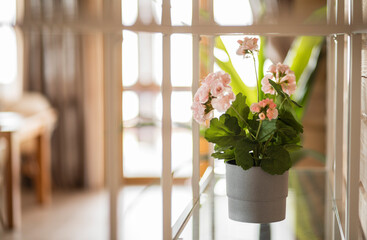 serene and rustic: pink flower in a pot on a shelf in a bright interior