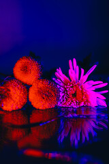Fototapeta na wymiar Exotic pink and red flowers in neon blue light with water reflection on the table