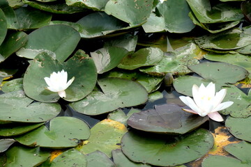 Seerosen © Wolfgang Loeffler