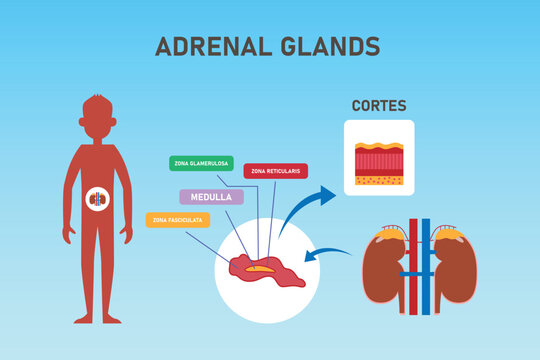 Human kidneys detailed image with a cross section of the adrenal gland 2d vector illustration concept for banner, website, landing page, flyer, etc