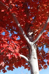 Red Leaves Against Fair Trunk