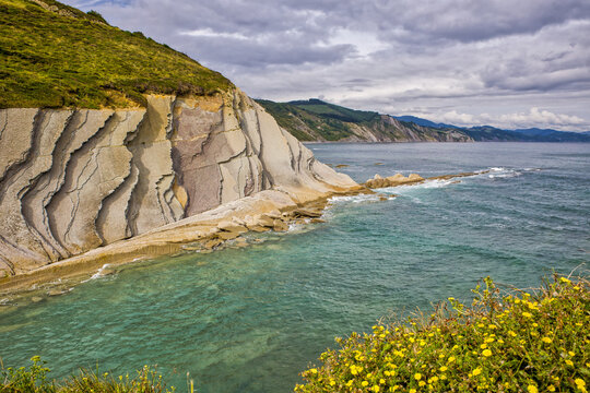the bay with the straight steep sedimentary rocks of Zumaia flysch with yellow flowers in the foreground
