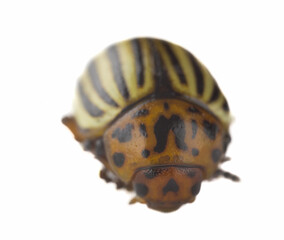 Colorado potato beetle close-up on a white background