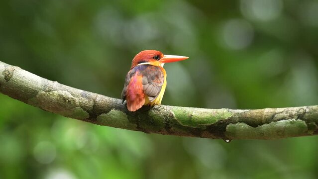 Rufous-backed Kingfisher bird on brunch.