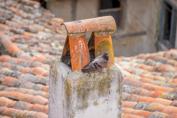 chinchón plaza: heart of castilian heritage