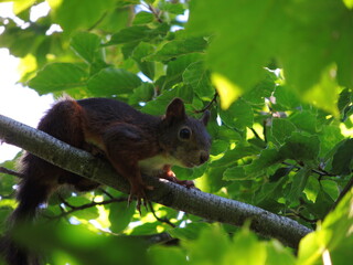 Squirrel in a tree in austrian forest