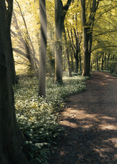 Sun shining through the trees. Wild garlic patches. 