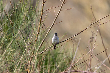 A Blackcap (Sylvia atricapilla) perched in a tree and singing.